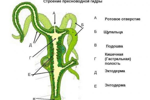 Кракен зон